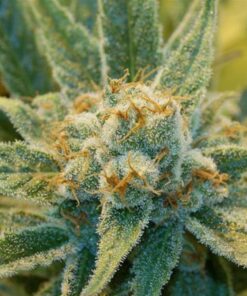 Super Silver Haze