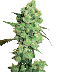 Super Skunk - 10-pack