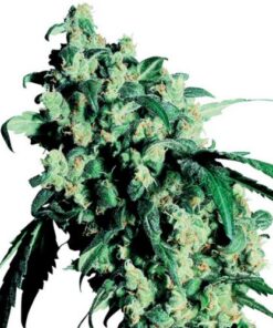 Super Skunk