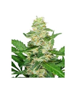 Super Skunk Automatic