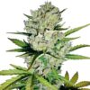 Super Skunk Automatic