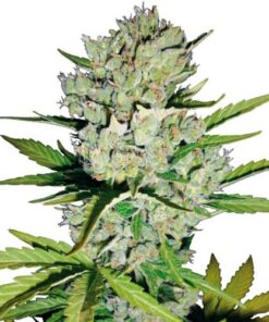 Super Skunk Automatic
