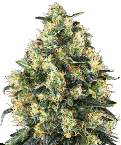 Super Skunk Automatic - 3pack