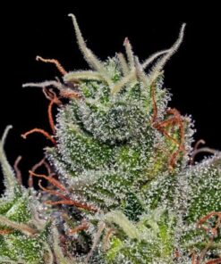 Supercheese Auto 5-pack