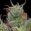 Supercheese Auto 5-pack