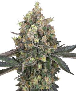 Sweet Berry Breeze
