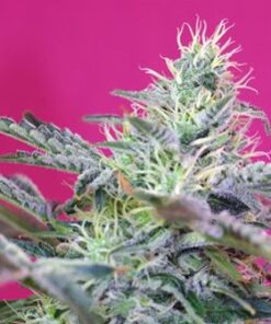 Sweet Cheese Auto