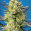 Sweet Cheese XL Auto - 3-pack