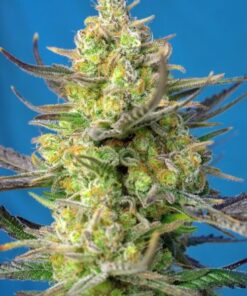 Sweet Cheese XL Auto - 3-pack