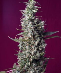 Sweet Cherry Pie