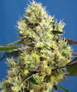 Sweet Gelato Auto
