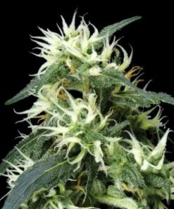 Sweet Mango Autoflowering