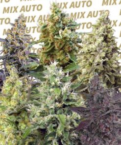 Sweet Mix Auto - 10-pack