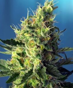 Sweet Pure CBD