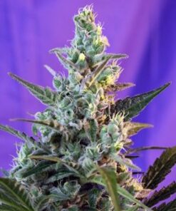Sweet Skunk Auto