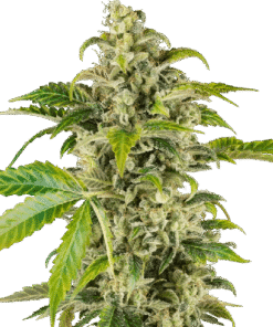 Sweet & Sour Cream Automatic