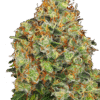 Sweet Tangerine Tango Automatic