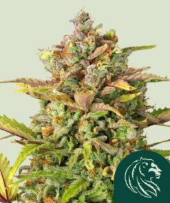 Sweet ZZ (Formerly Sweet Zkittlez)