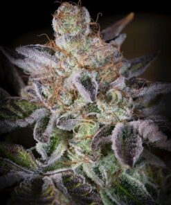 Sweetopia