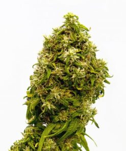 Swiss Dream CBD - 5PACK