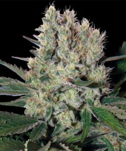 Syrup