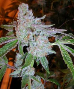Tahoe OG Kush