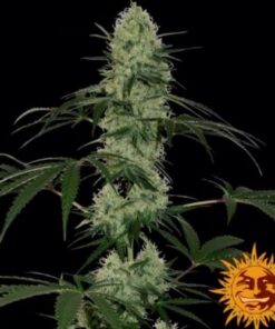 Tangerine Dream Auto - 5PACK