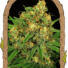 Tangerine Kush - 5-pack