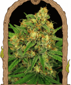 Tangerine Kush - 5-pack