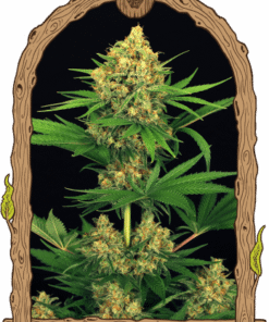 Tangerine Kush - 5PACK