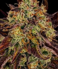 Tangerine Sorbet