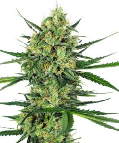 Tangerine Sugar - 5-pack