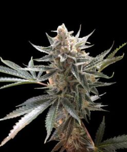 Tangie - 13PACK