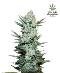 Tangie'matic Auto - 5PACK