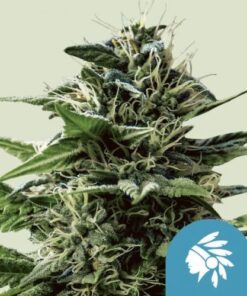 Tatanka Pure CBD