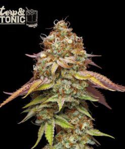 Terp & Tonic