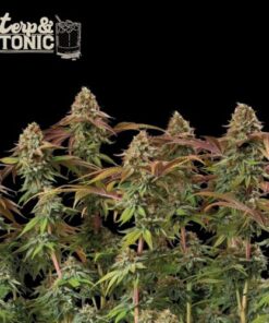 Terp & Tonic Auto