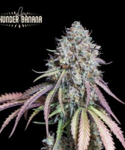 Thunder Banana