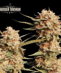 Thunder Banana Autoflower