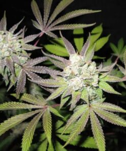 Tiramisu (Gold Line) - 6PACK