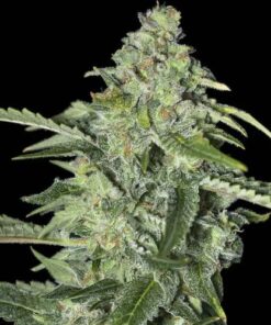 TNT Kush CBD - 6-pack