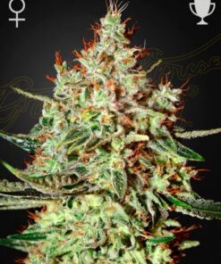 Train Wreck