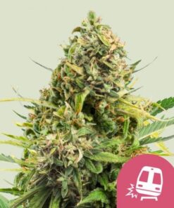 Trainwreck