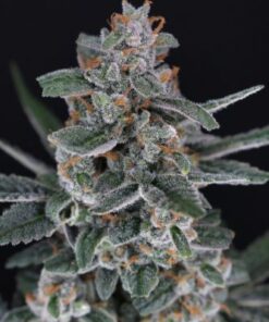 Tri-Whip Kush Auto - 5-pack