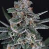 Tri-Whip Kush Auto - 5-pack