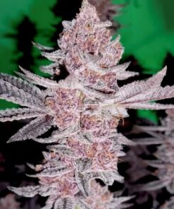 Trop Cherry Gas - 9-pack