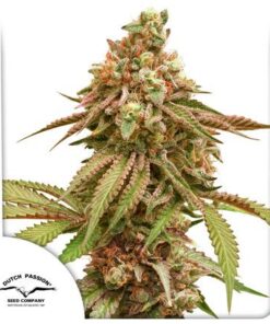 Tropical Tangie