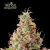 Tropical Zmoothie Auto