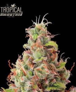 Tropical Zmoothie Auto