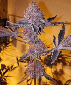 Tropicana Cherry - 9-pack